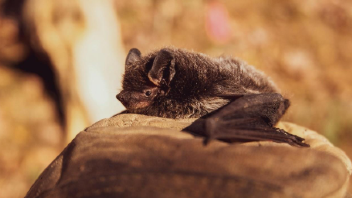 Update ecologisch onderzoek naar beschermde vogelsoorten