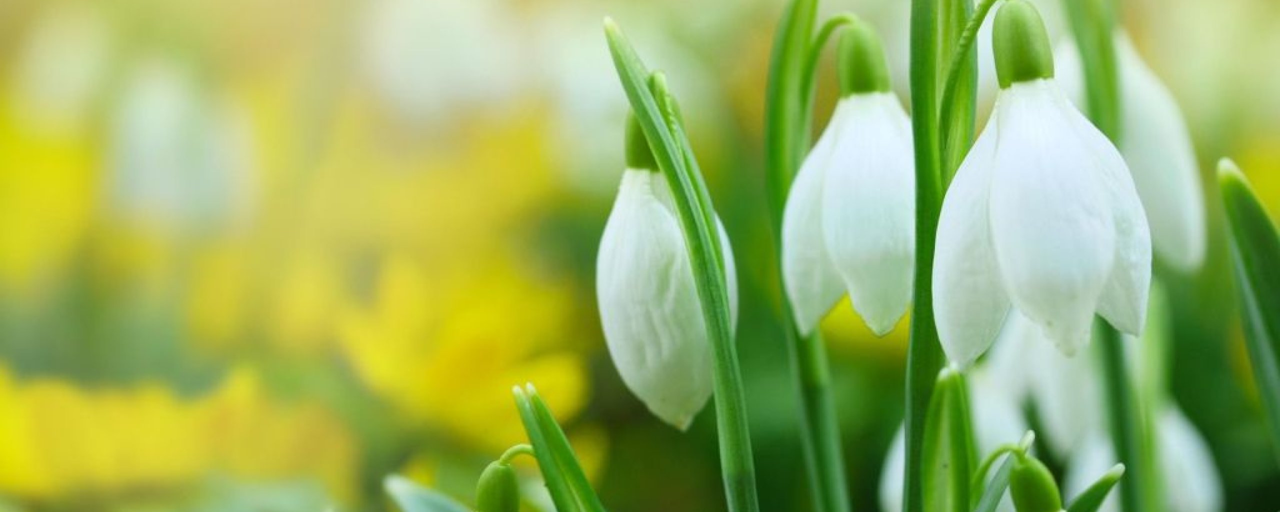 Sneeuwklokjes en narcisjes