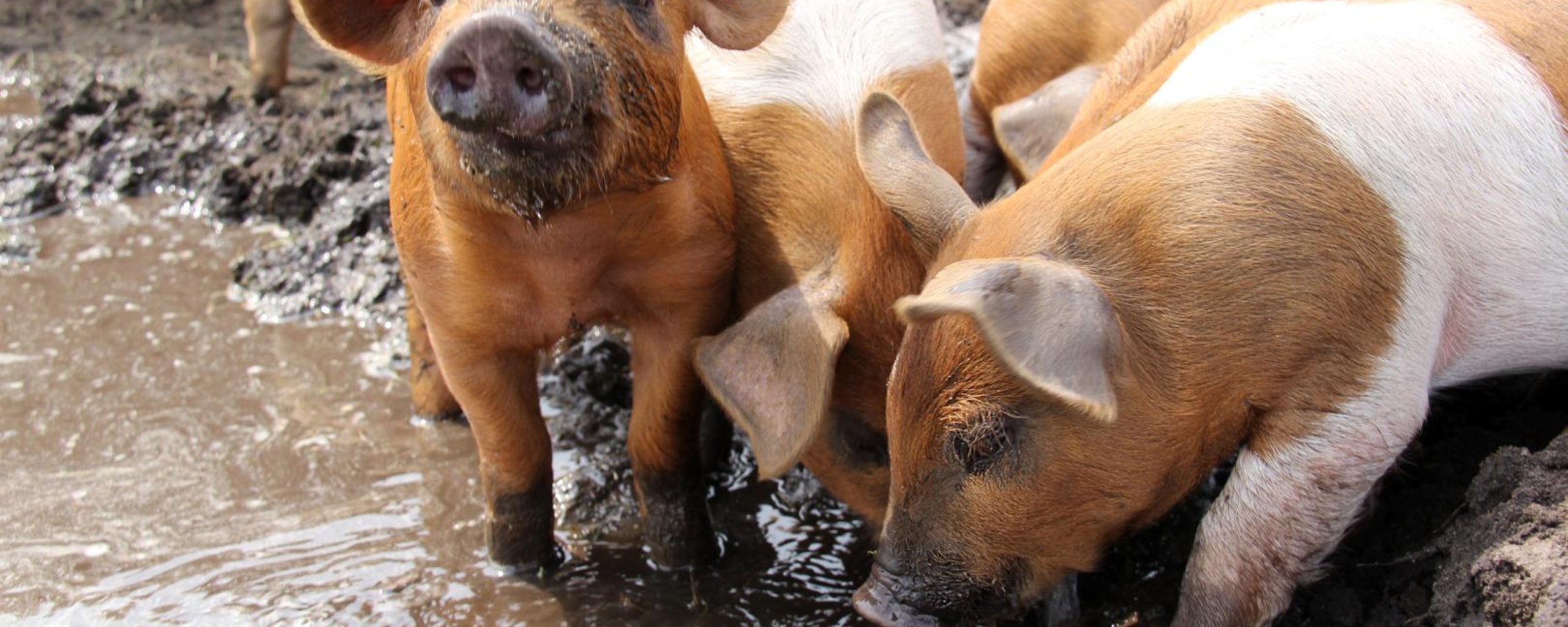 Varkens wroeten in de modder
