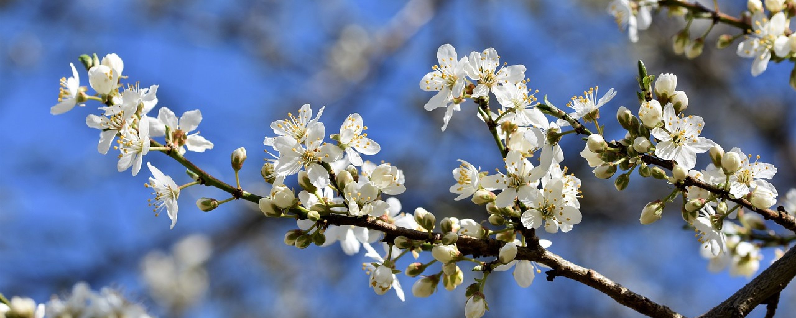 Bloesem aan de tak van de pruimenboom