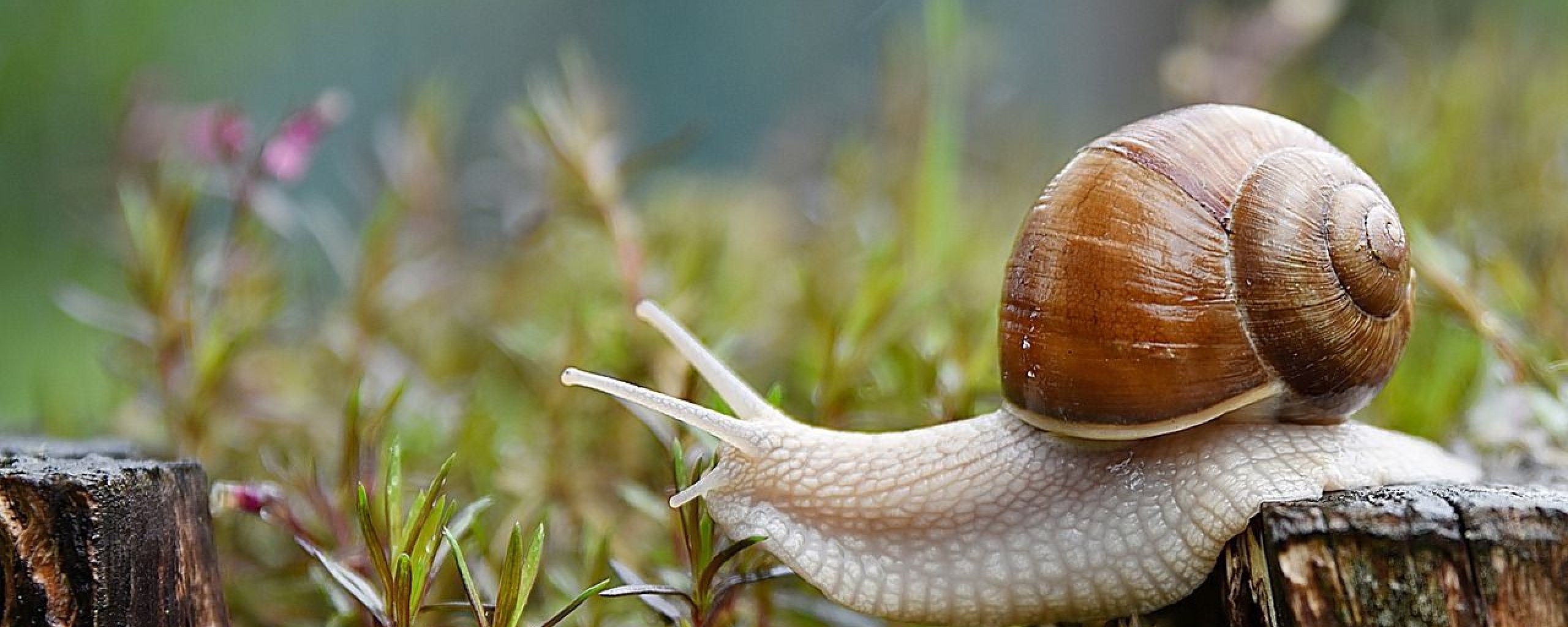 Slak met een huisje op de rug in het gras