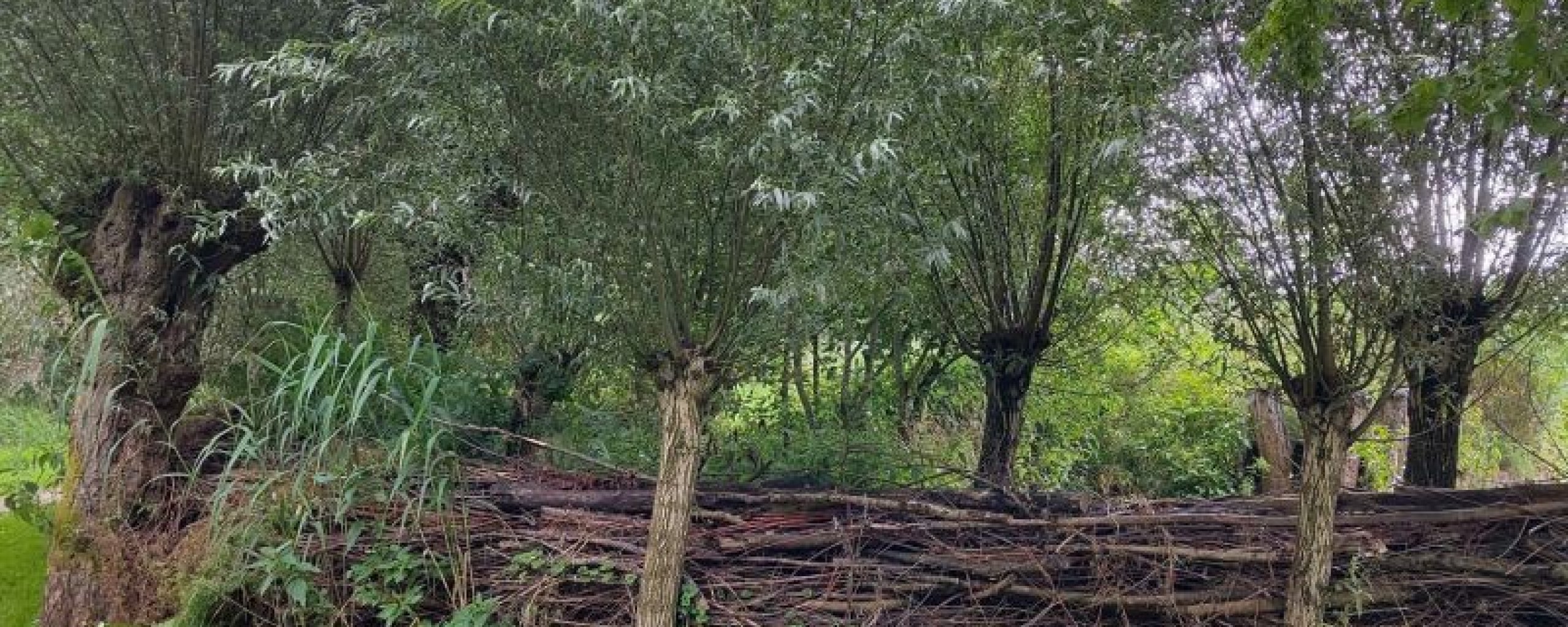 Takkenril in park De Bleijke