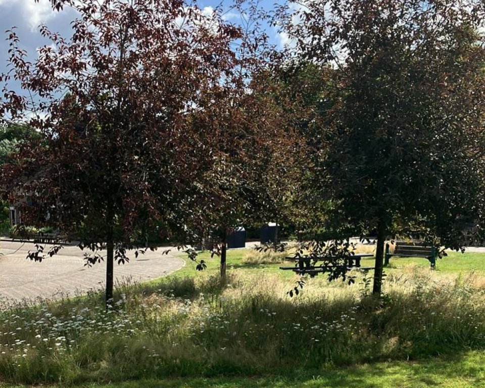 Grasveld met rode beuken  met daaronder hogere begroeiing