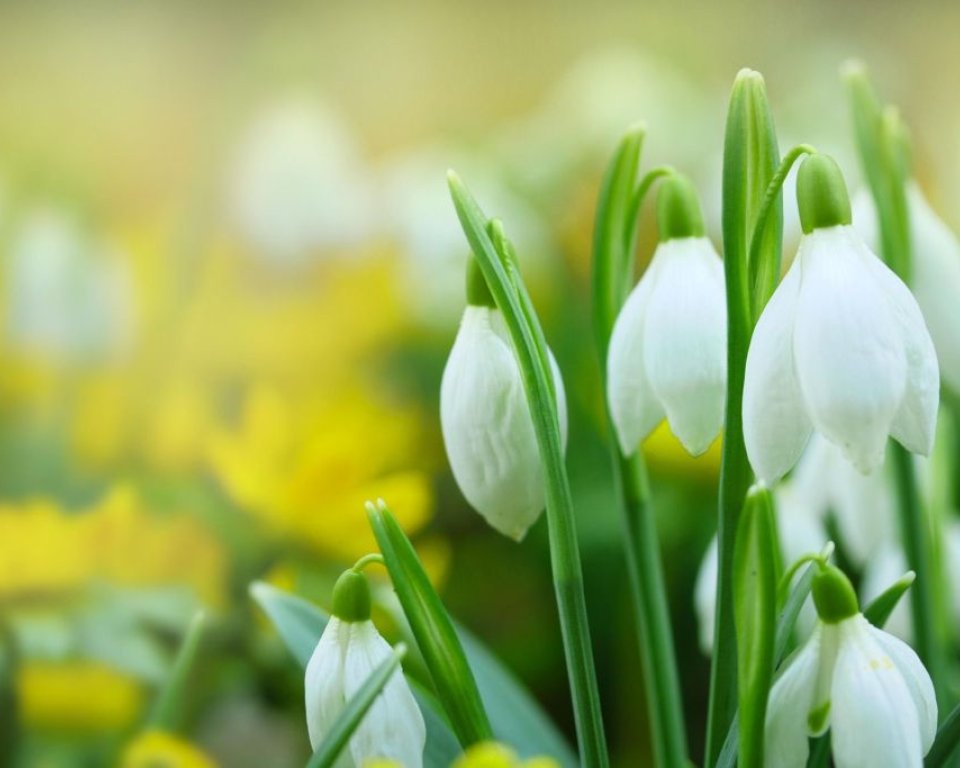 Sneeuwklokjes en narcisjes