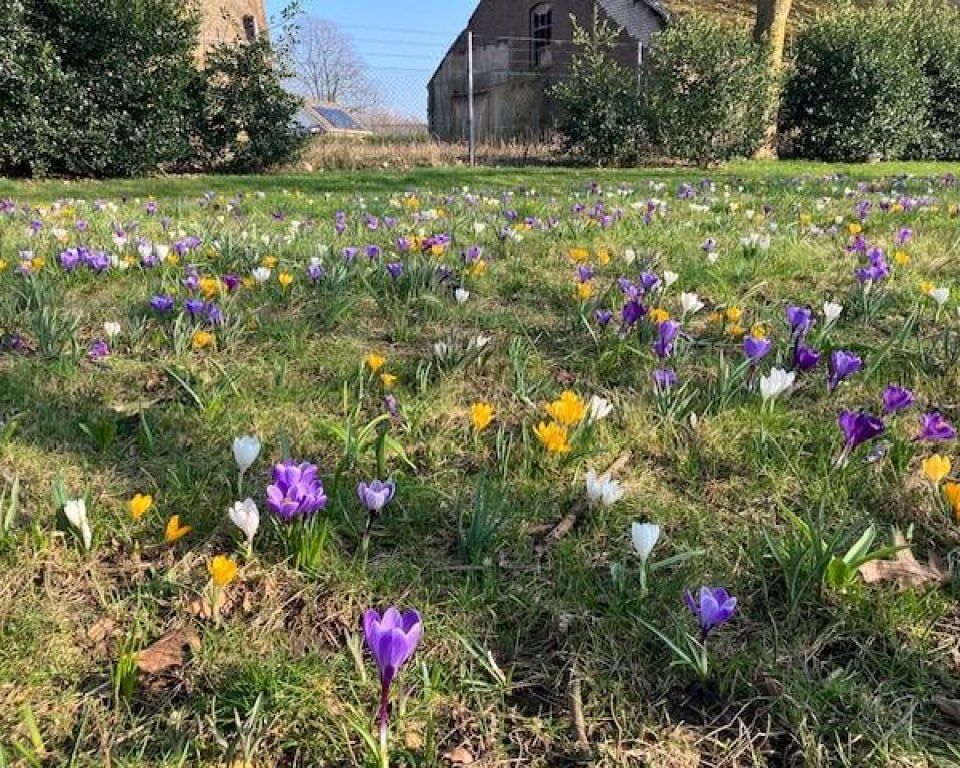 Veld vol krokusjes