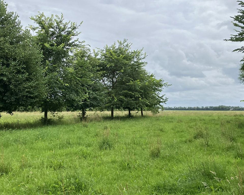 Weiland met bomen