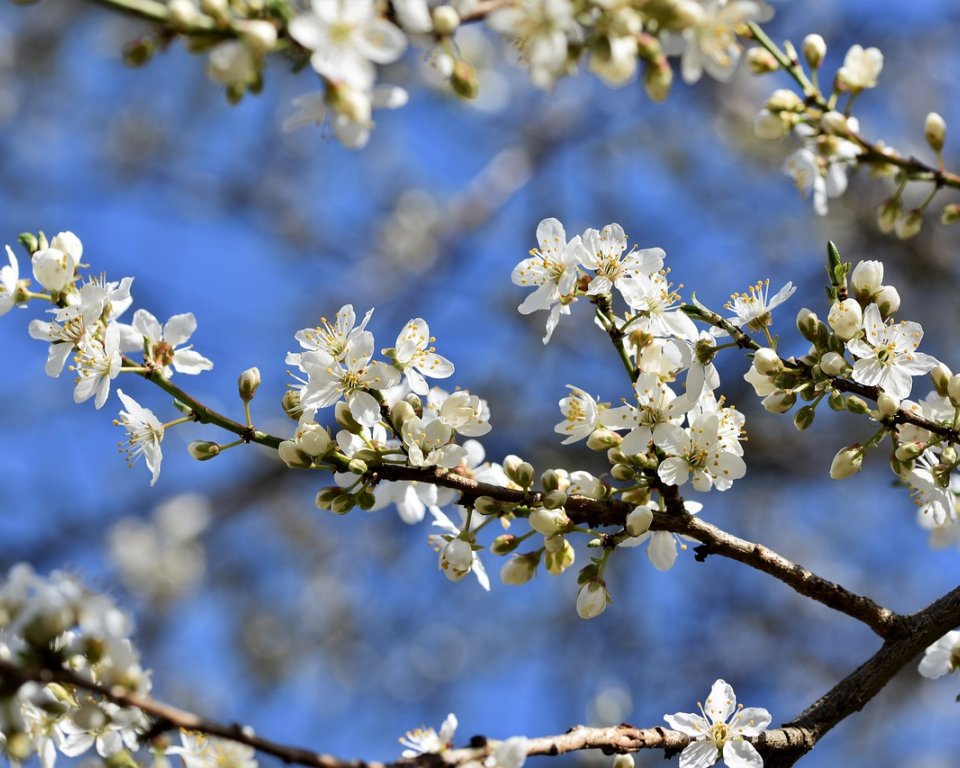 Bloesem aan de tak van de pruimenboom