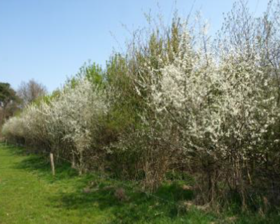 Zicht op een patrijzenhaag in een weiland