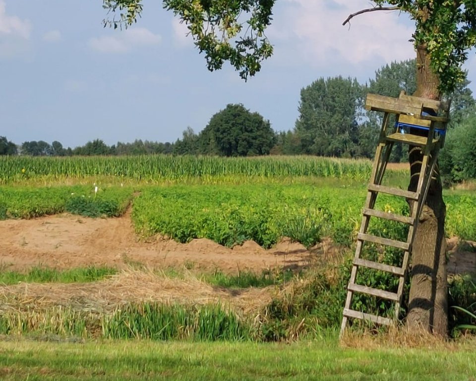 Zicht op weiland, mais en een boom met een houten ladder