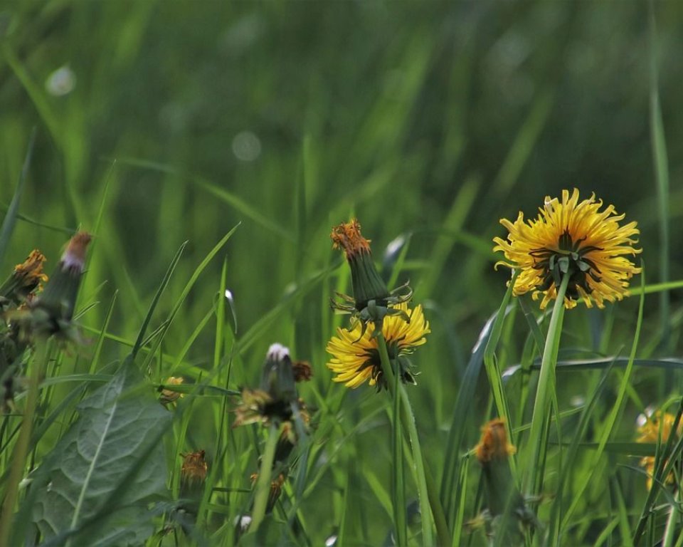 paardebloemen in het gras