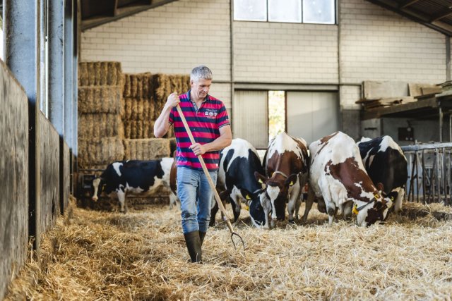Boer Dick harkt het hooi bij elkaar in de stal met koeien
