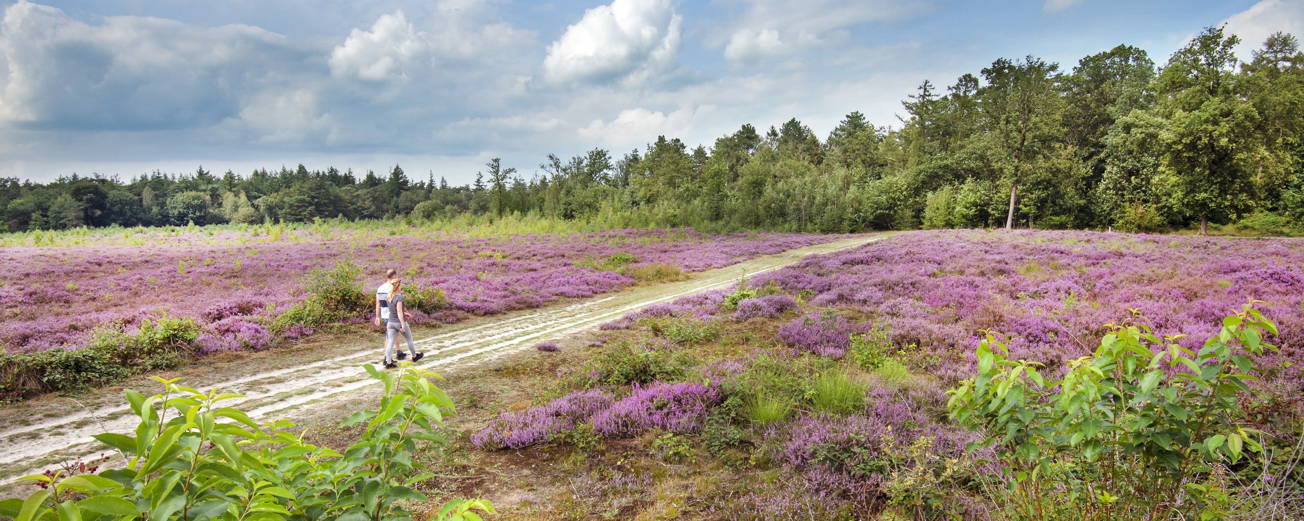 Heide Bakkeveen Copyright Marcel van Kammen