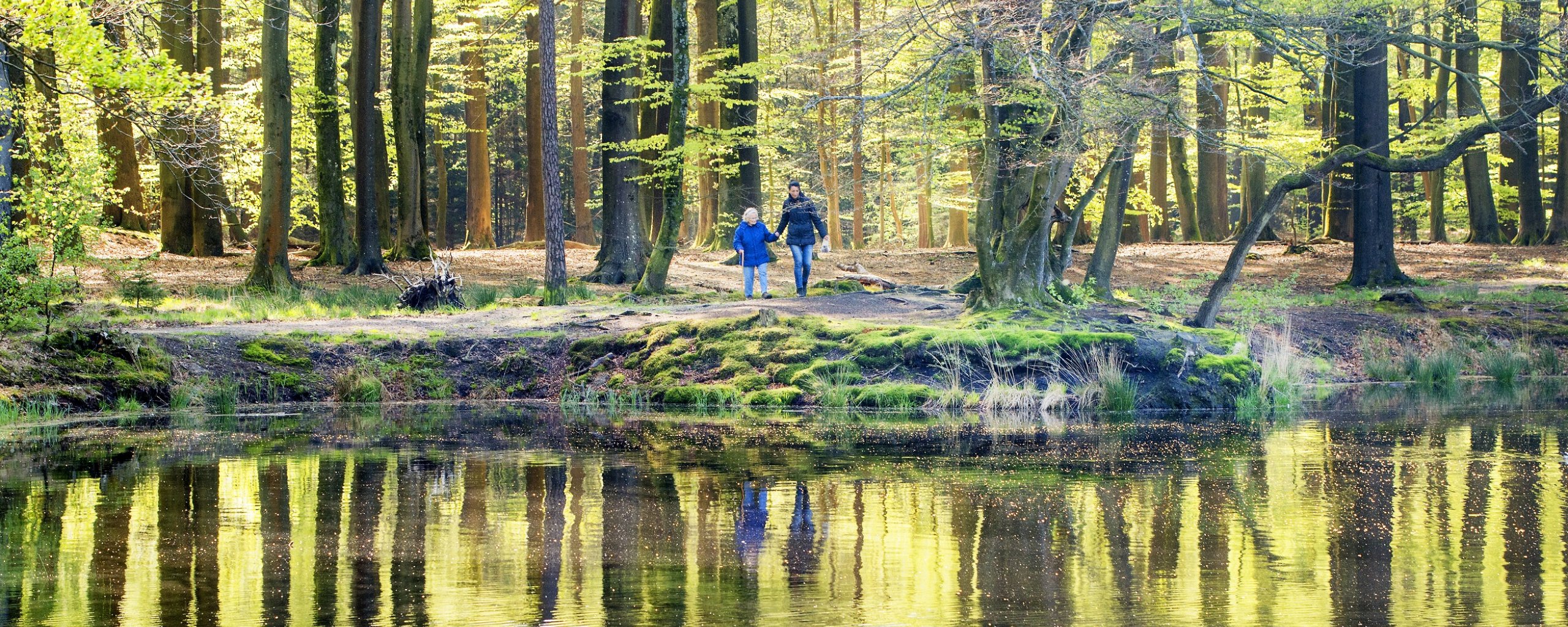 Bos Beetsterzwaag foto Marcel van Kammen