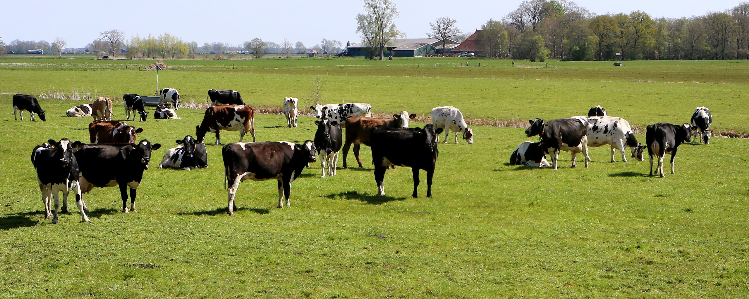 Koeien in weiland in Luxwoude