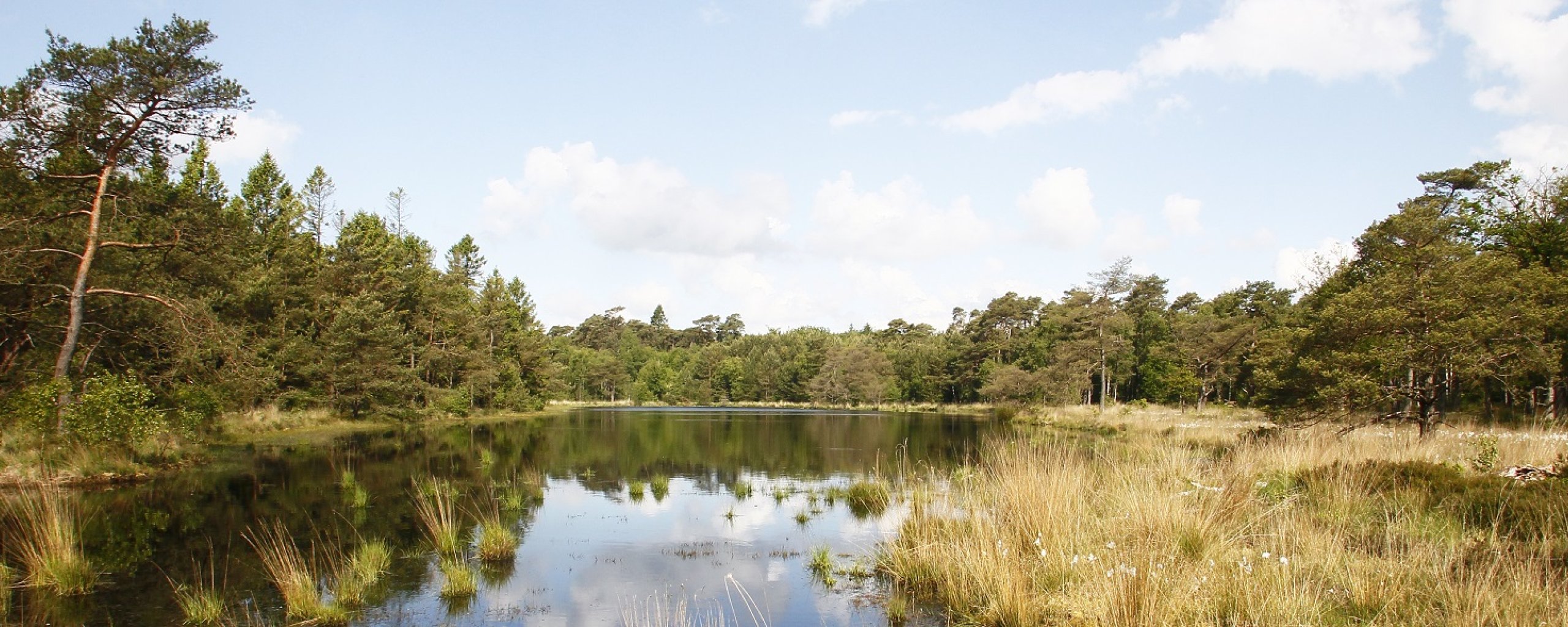 Bosmeertje onder helder blauwe lucht