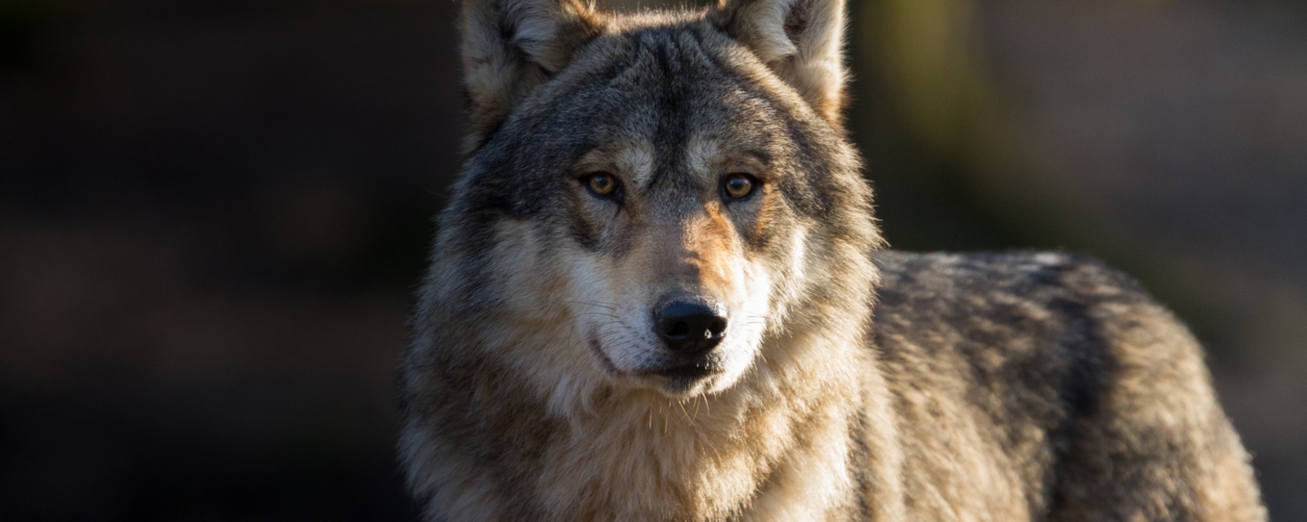 Wolven in Friesland