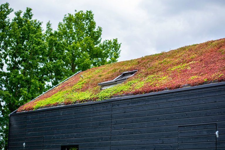 Schuin lopend dak beplant met groene plantjes