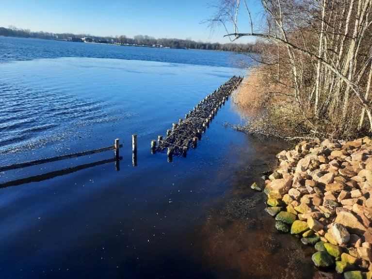 Vissenbossen bij het Paterswoldsemeer