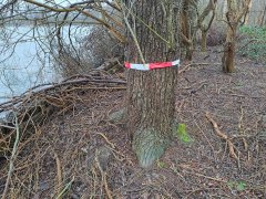 Linten om beschermde bomen worden verwijderd.