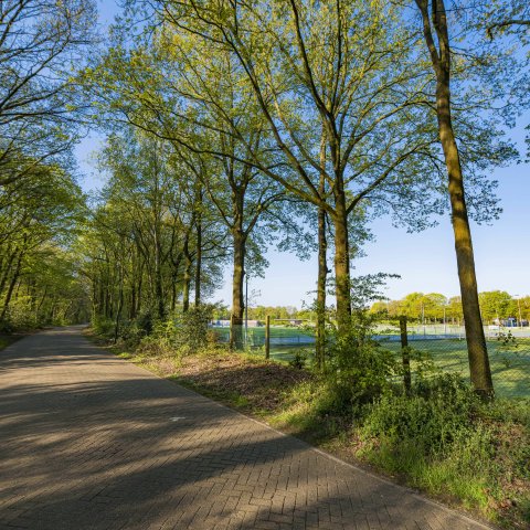 laan omgeven door bomen met rechts een sportveld