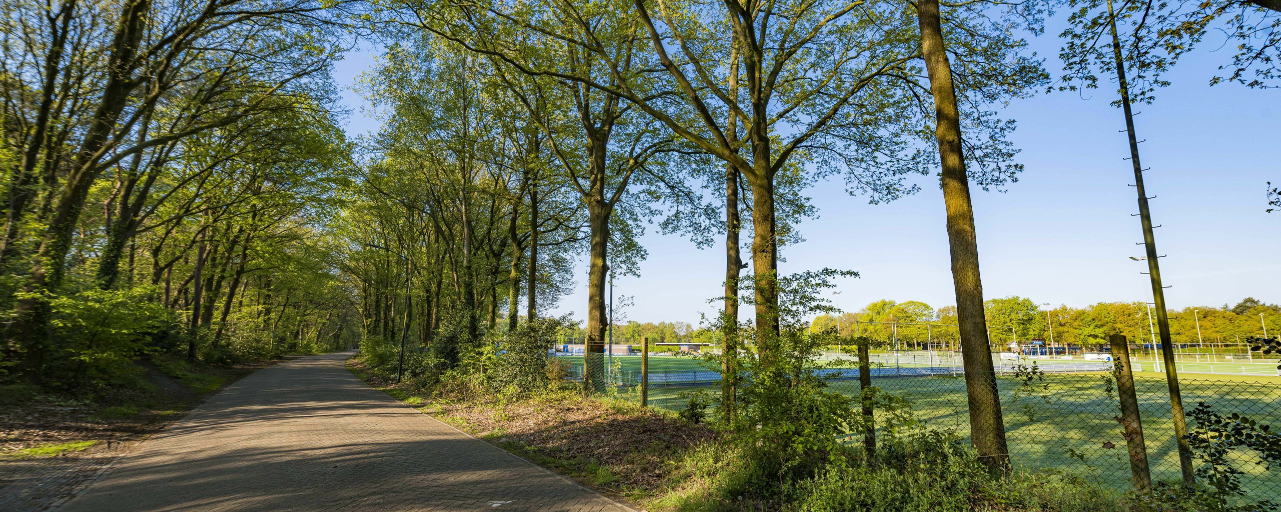Straat in groen omgeving. aan de kant van de weg staan bomen