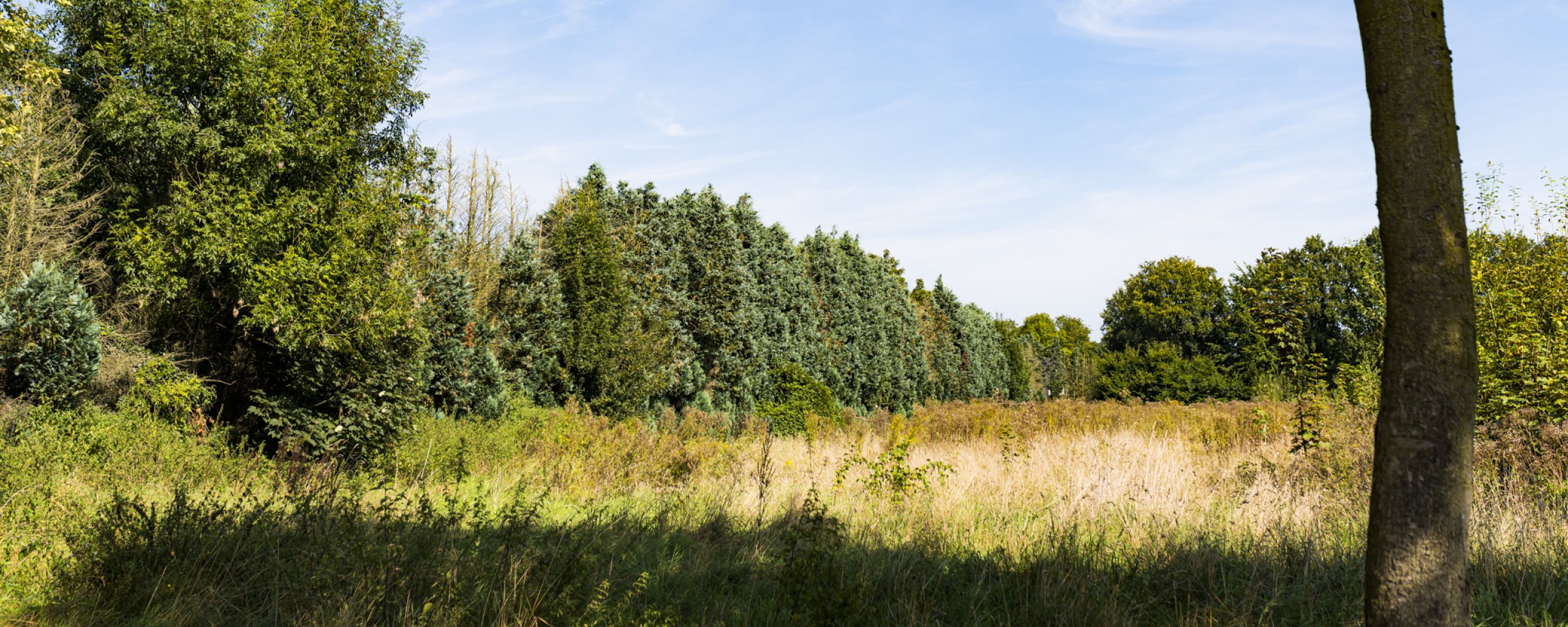 Zicht op een open veld met bomen