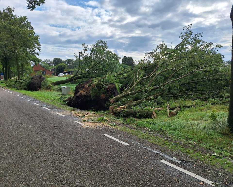 Omgewaaide bomen aan de weg