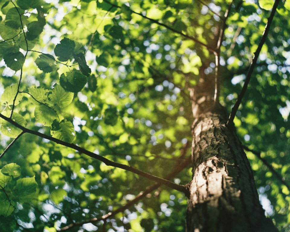 boom van onderkant bekeken