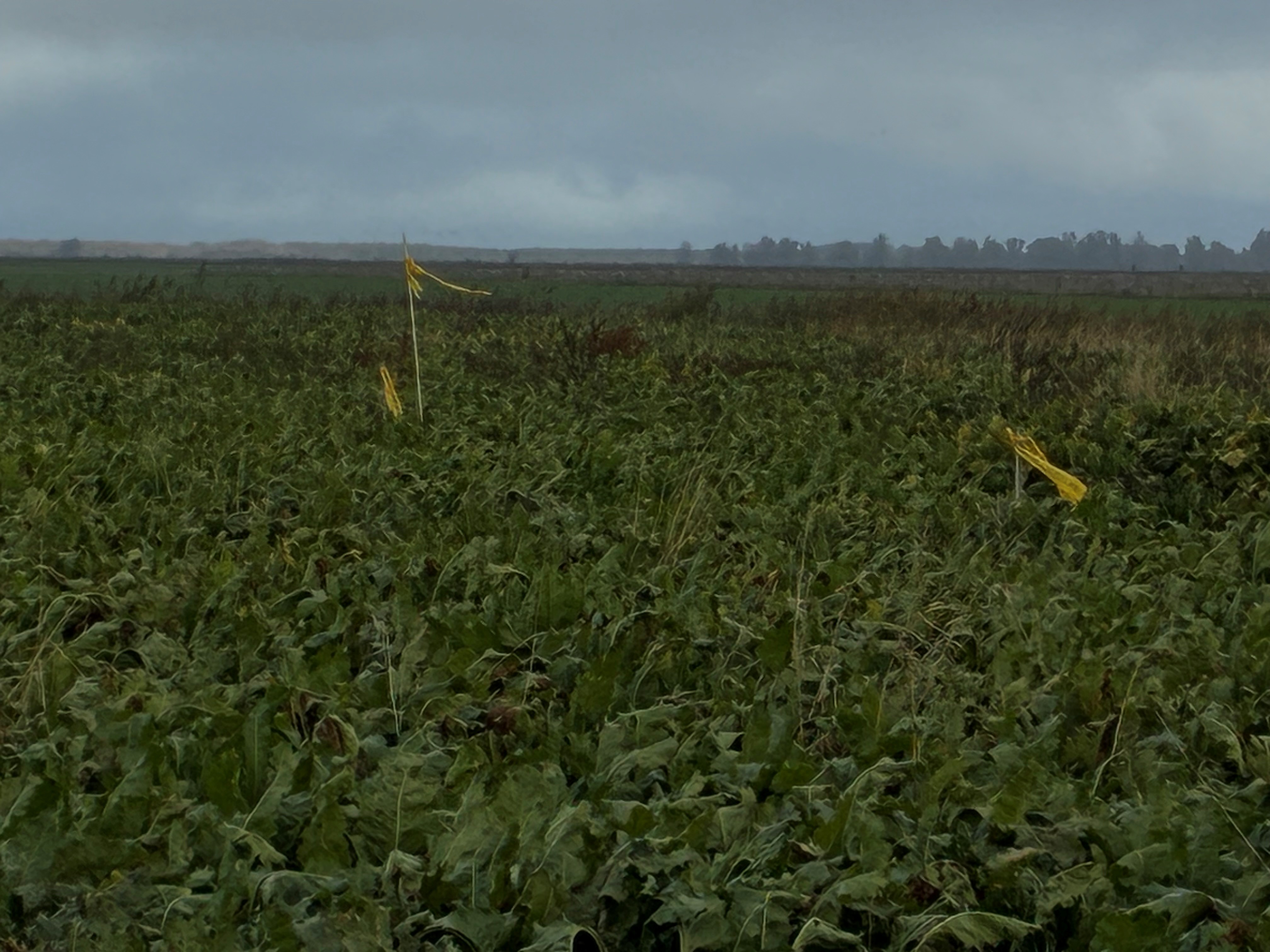 Een groen bietenveld met een bewolkte hemel aan de horizon.