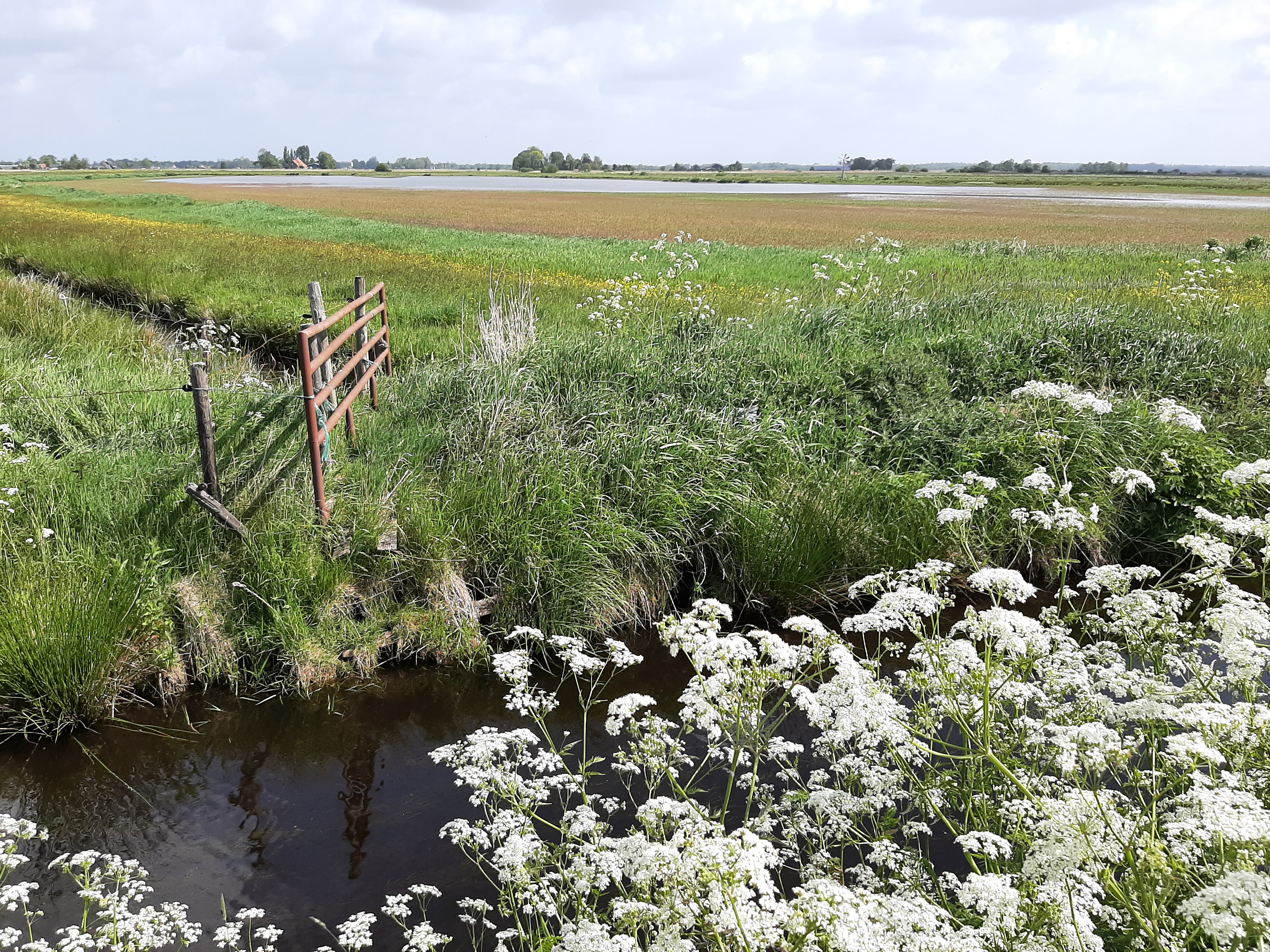 Een sloot met wit kruid op de voorgrond en een weiland met hek op de achtergrond.