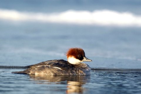 Nonnetje in zomerkleed