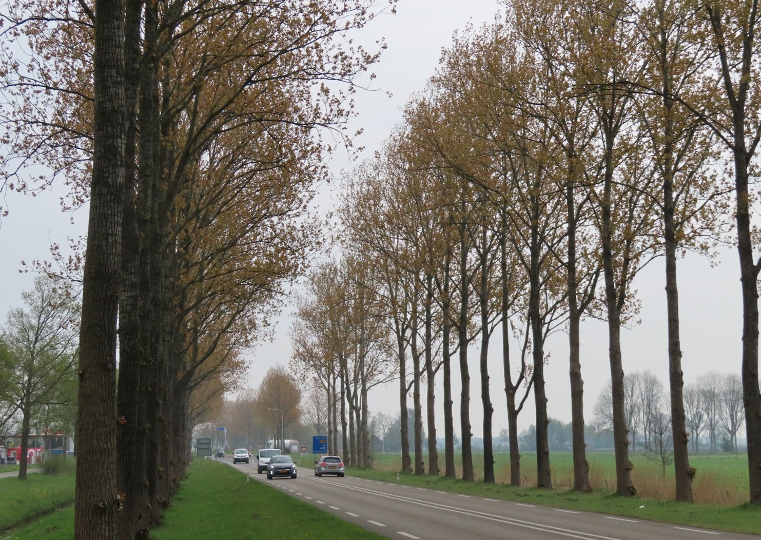 Een weg waar auto's op rijden. De weg wordt omzoomd door hoge bomen in de berm.