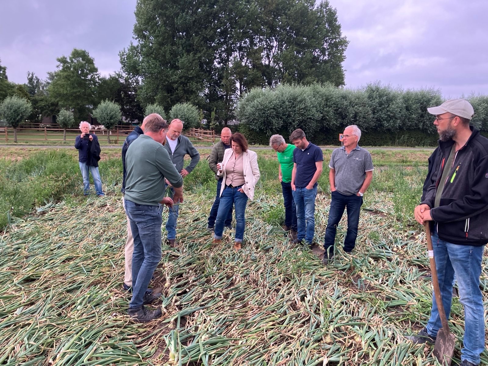 Een groep mensen staan in een uienveld.