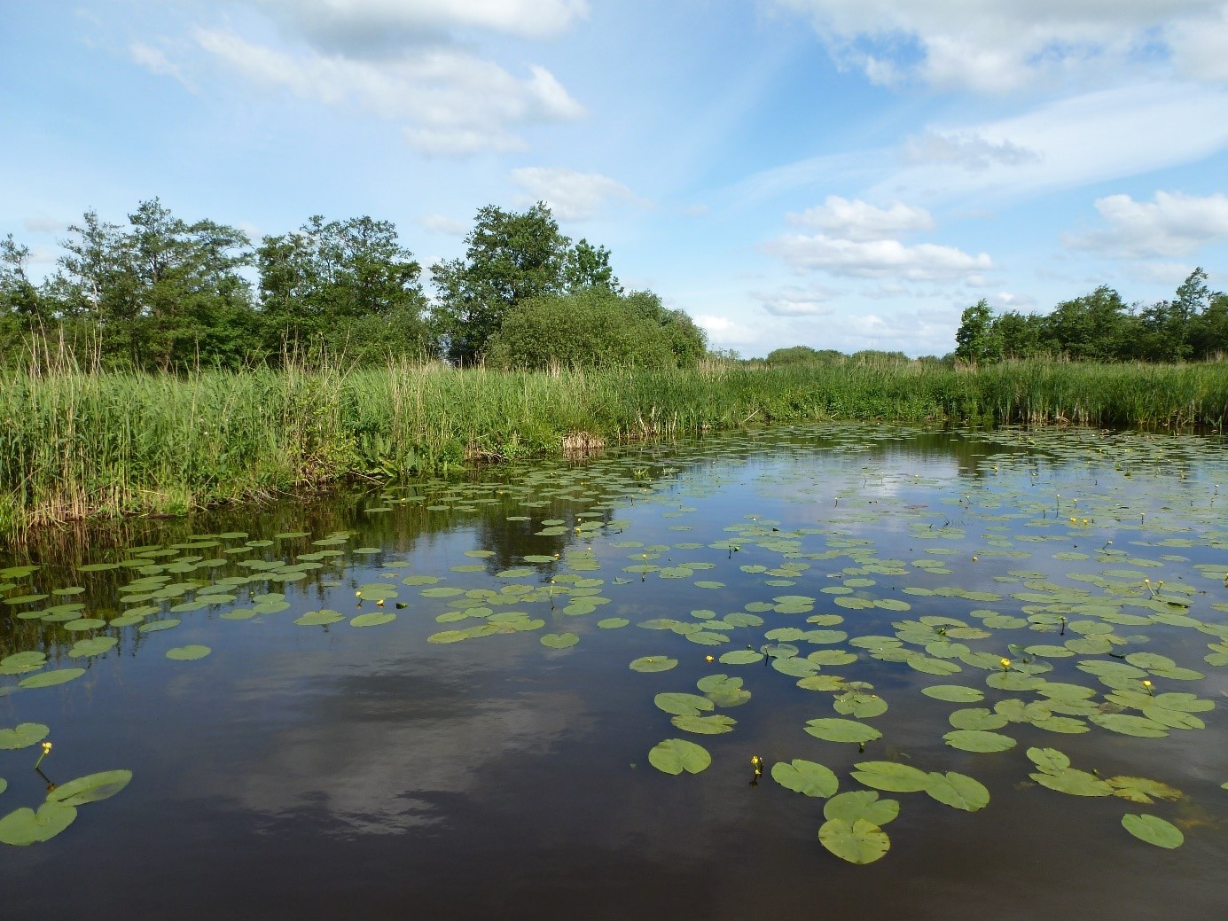 Een meer waar leliebladen op liggen en omheind wordt door riet en bomen.