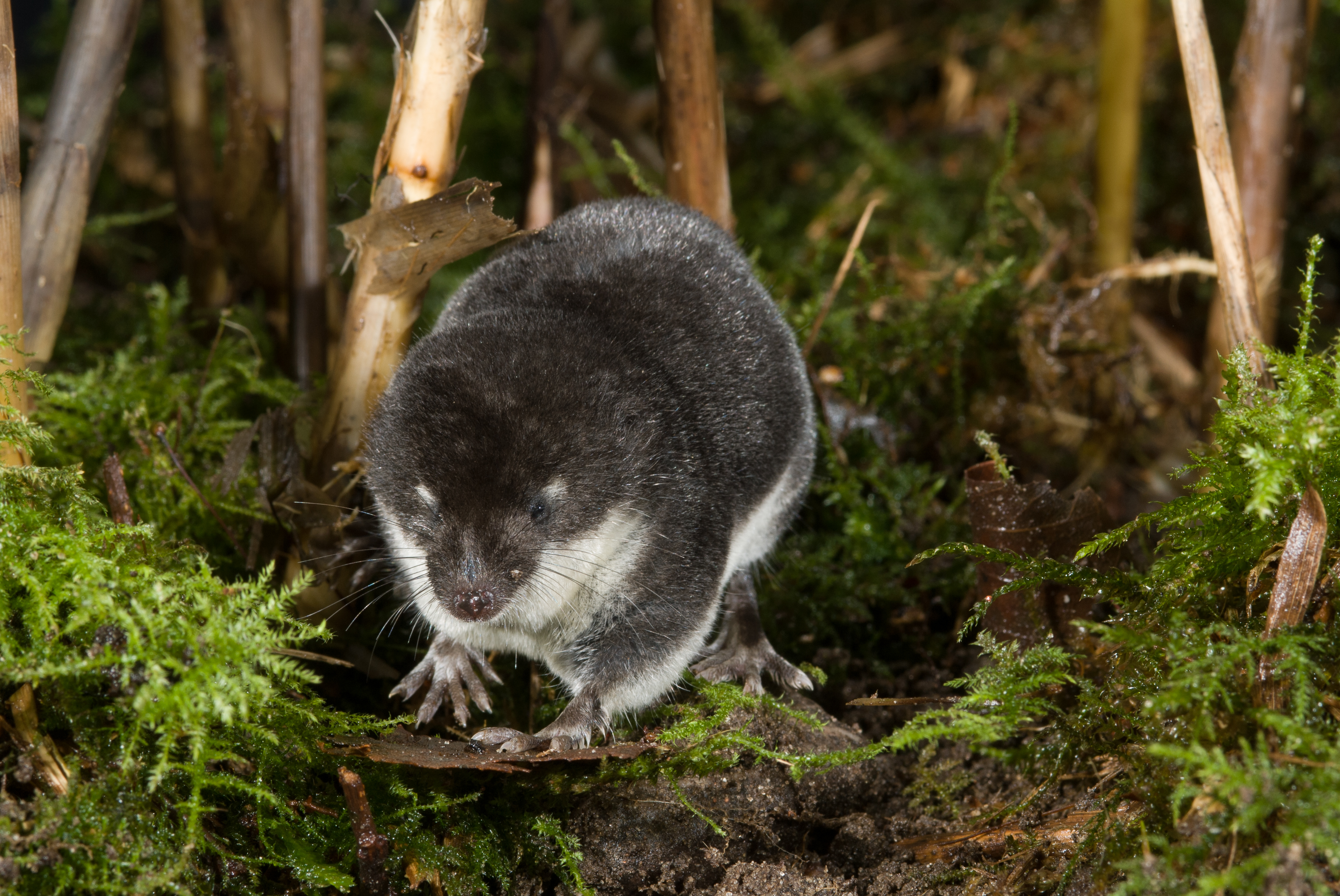 Een waterspitsmuis die op de grond tussen het gras zit.