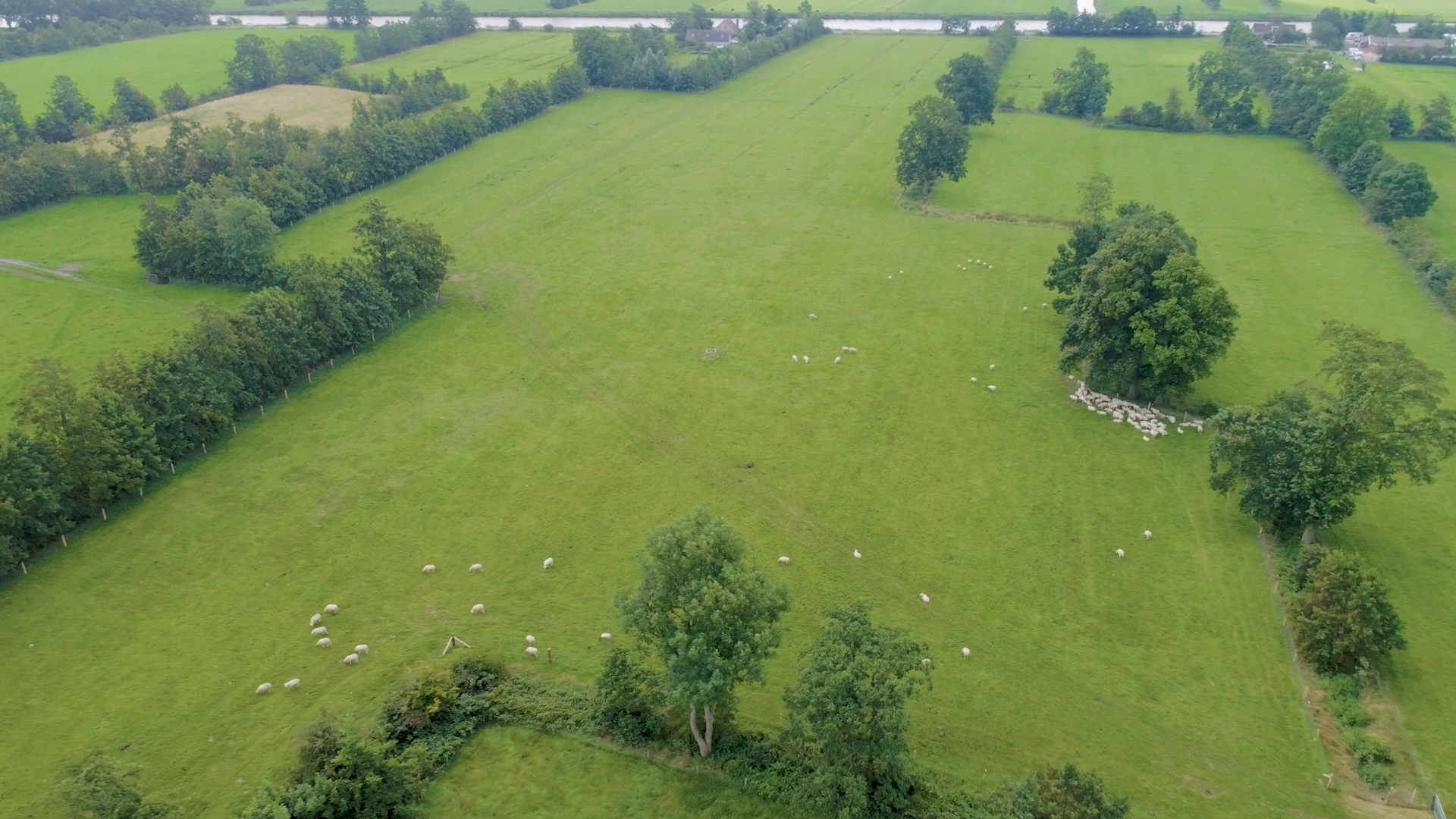 Op deze dronefoto ziet u rondlopende schapen en houtsingels die het landschap verdelen in kleinere ruimtes en doorkijkjes. Dit noemen we een coulissenlandschap.