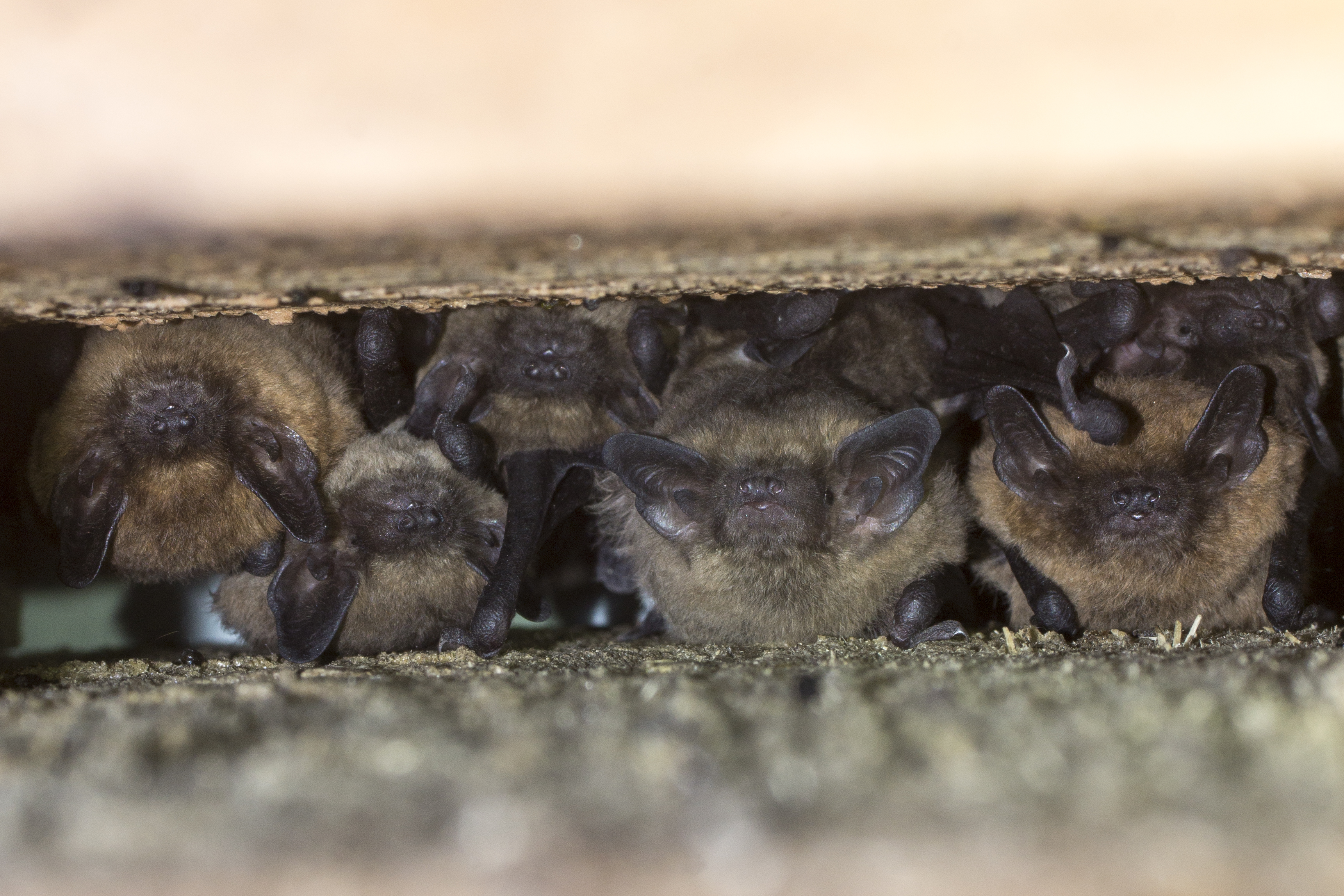 Er zitten een aantal dwergvleermuizen tussen twee stenen in.
