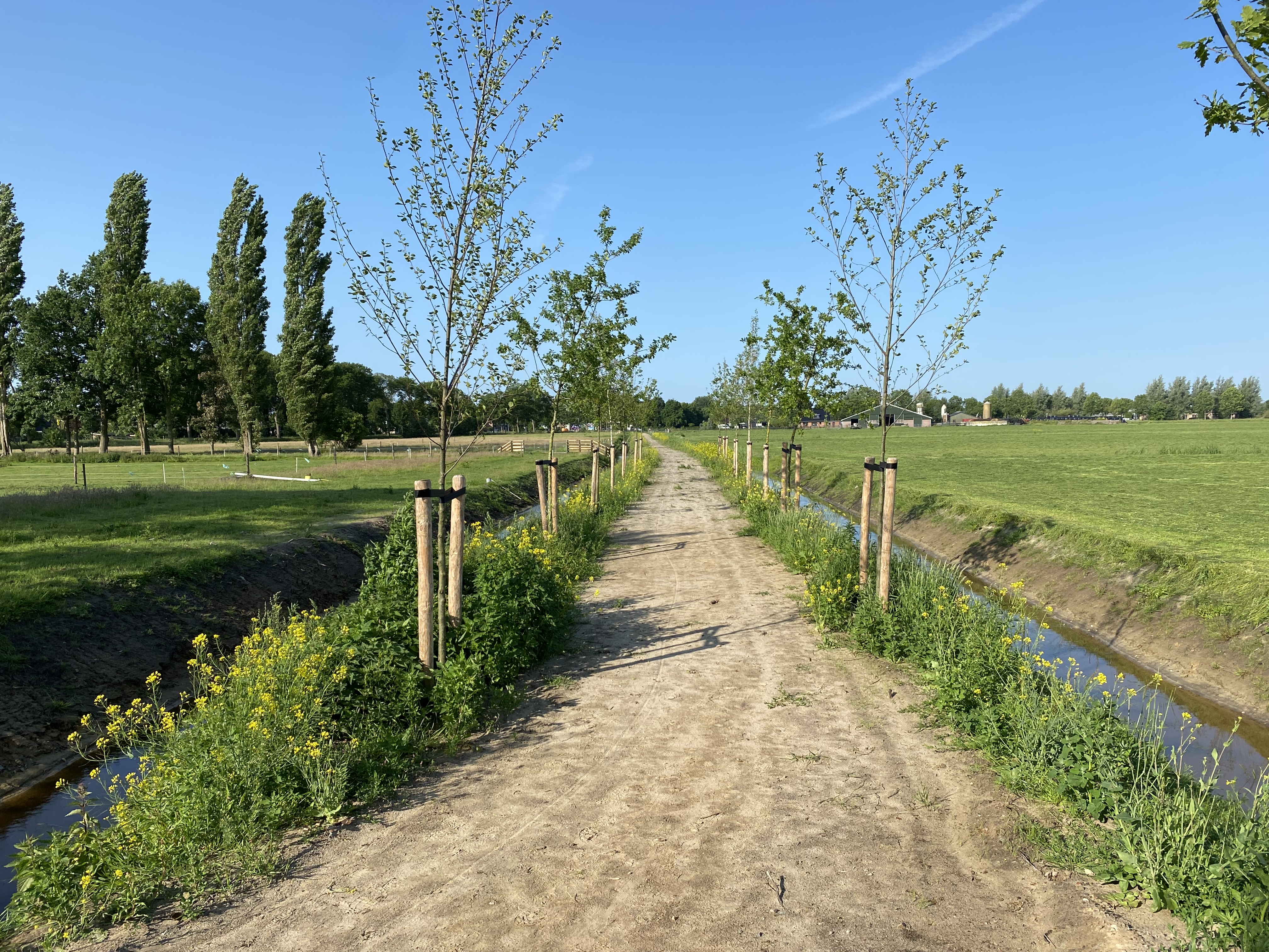 Het wandelpad wat tussen de weilanden door loopt en aan beide zijden een klein slootje.
