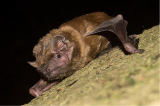 Een rosse vleermuis klampt zich vast aan een stuk steen.