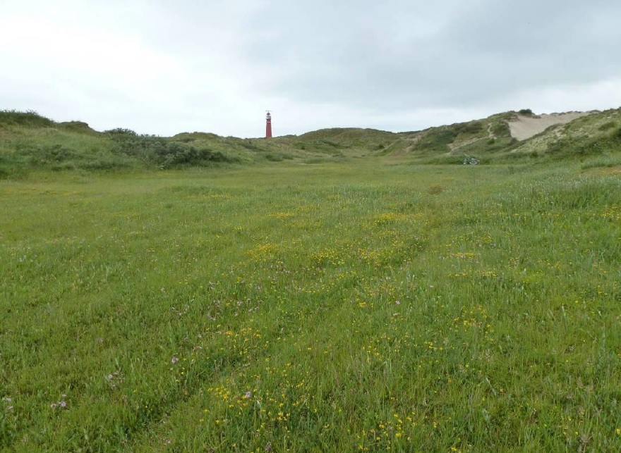 Weiland op de voorgrond gaat glooiend over in duinen en aan de horizon de brandaris van Schiermonnikoog.