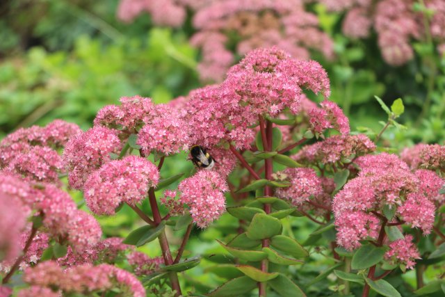 Paarse bloemen waar een hommel tussen door vliegt.