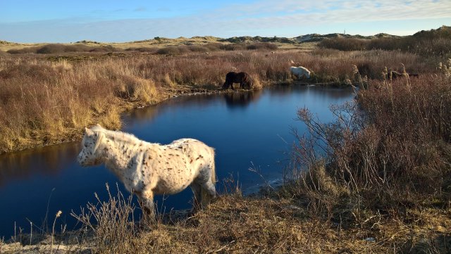 Duinen op Terschelling waar een klein meertje in ligt en een wit paardje staat aan de rand van het meertje.