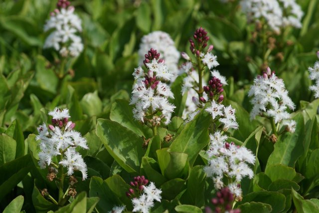 Op de foto ziet u de wit met rode plant het waterdrieblad, dat onder andere ook in het deelgebied Surhuzumermieden voorkomt. 