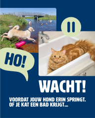 Een poster waar een hond in het water springt en een kat in bad ligt. Staat onder: WACHT! voordat jouw hond erin springt. Of je kat een bad krijgt…