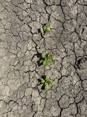Grond waar droogtescheuren in zitten en waar drie bietenplantjes uit groeien.