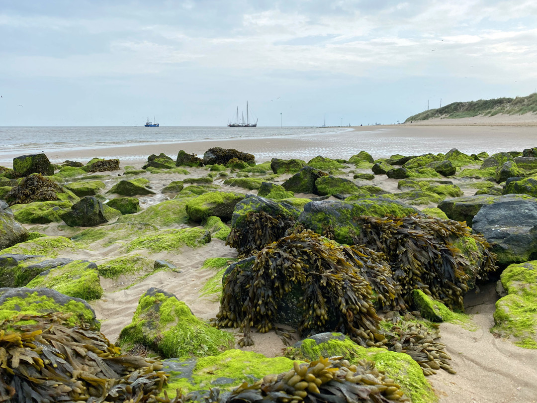 Het strand en zee met op de achtergrond schepen en op de voorgrond grote stenen begroeid met zeewier.