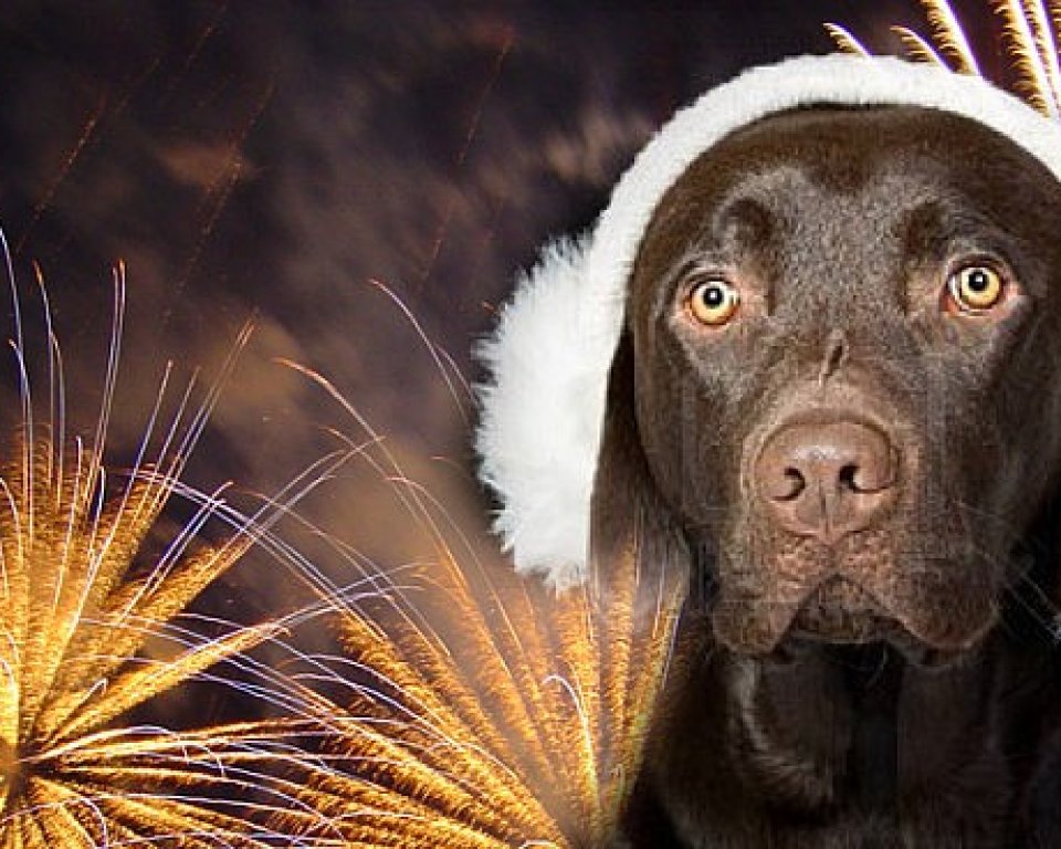 Vuurwerkangst bij dieren