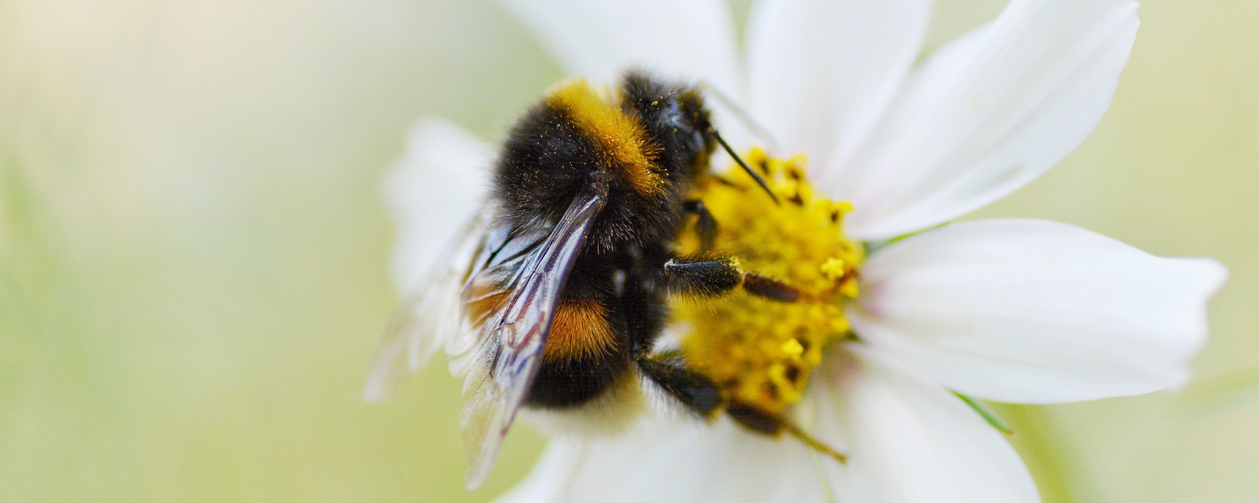 Op de foto: Hommel bestuift bloem