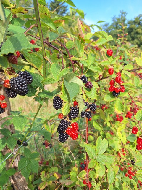 Bramenstruiken in het voedselbos