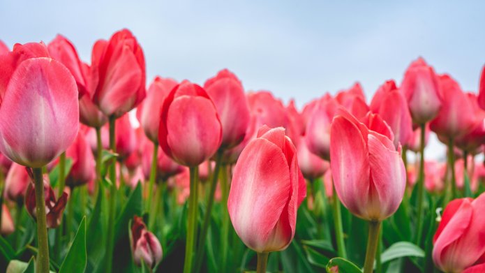 Op de foto: donkerroze tulpen in bloei